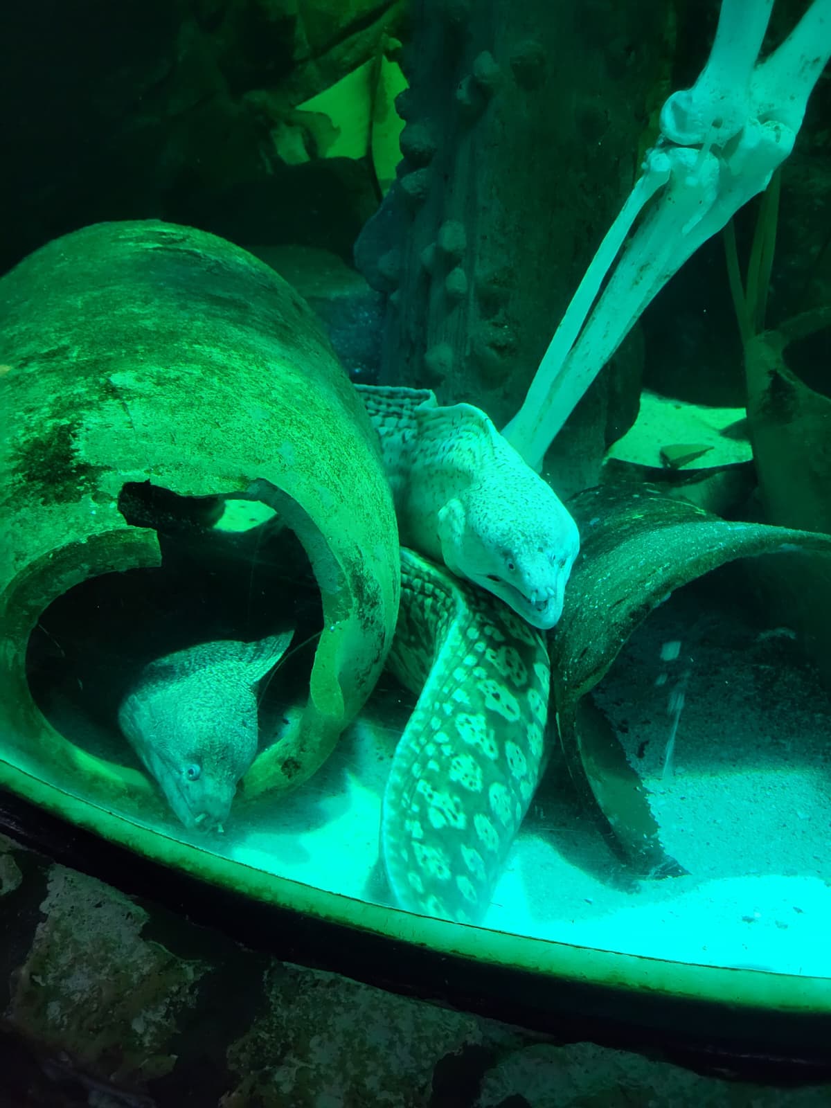 SeaLife3.jpg